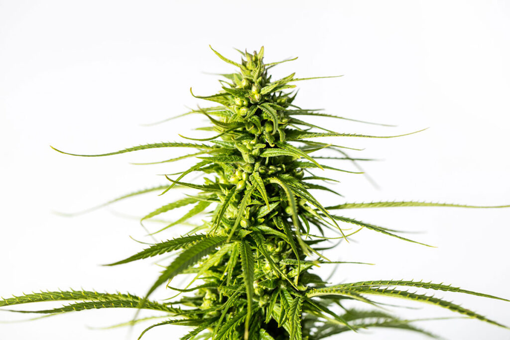 Buy NYC Diesel feminized cannabis seeds in Florida