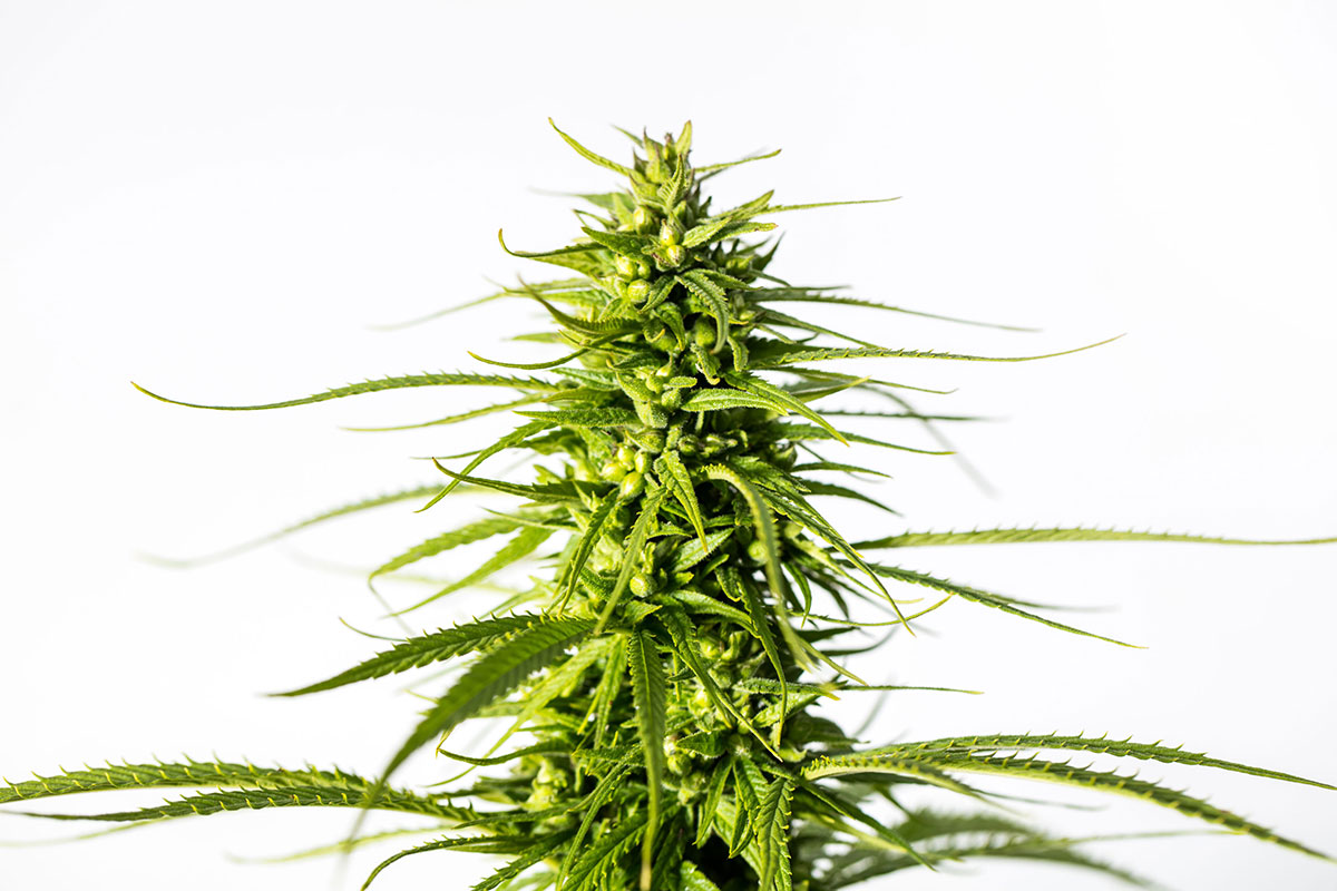 Buy NYC Diesel feminized cannabis seeds in Anchorage