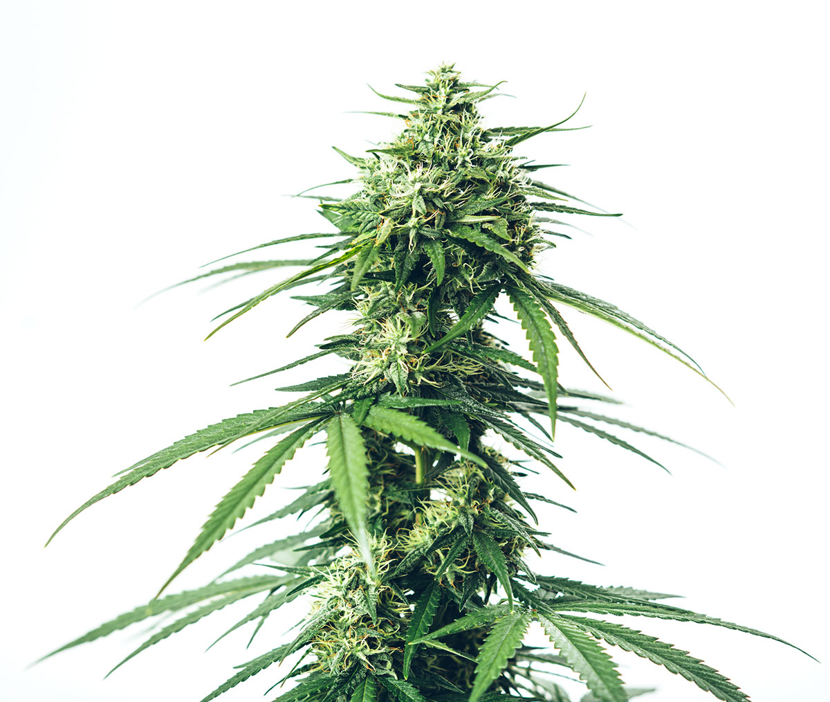 Fruity Pebbles Feminized Cannabis Seeds