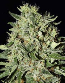 Buy White Rhino Feminized Cannabis Seeds