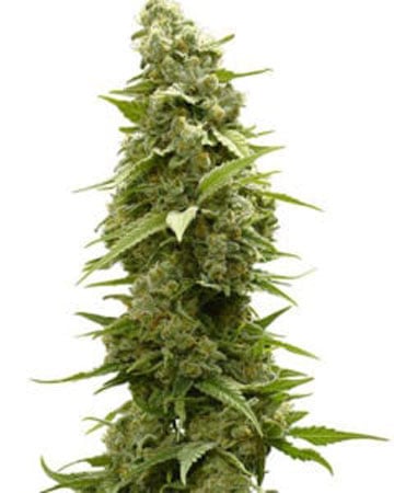 Feminised Cannabis Seeds :: Fullgas! - Green House Seed Company - Buy  Cannabis Seeds Online