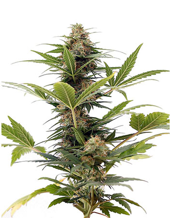 C99  Female Seeds - Zamnesia