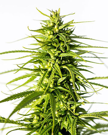 Buy NYC Diesel feminized cannabis seeds in Kansas
