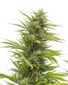 Buy G13 Feminized Cannabis Seeds