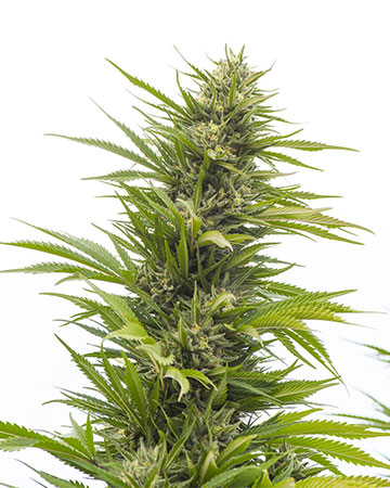 Buy G13 feminized cannabis seeds in Kansas
