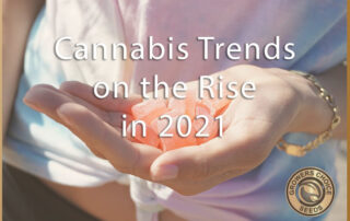 cannabis trends on the rise
