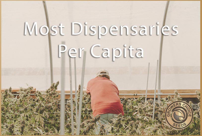 most dispensaries per capita