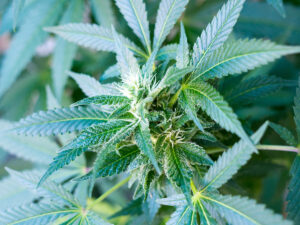 new-hope-marijuana-seeds-closeup
