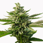 Durban Poison Auto-Flowering Feminized Cannabis Seed