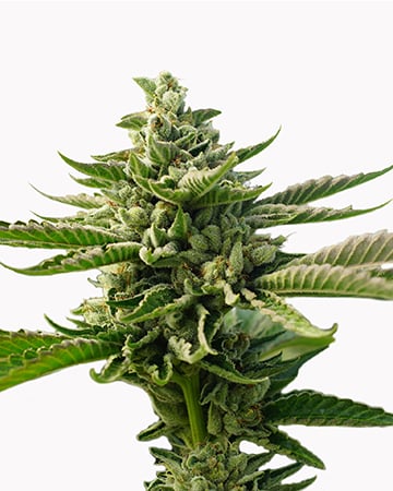 Durban Poison Strain | Durban Poison Cannabis Seeds