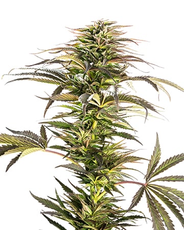 GORILLA AUTO- 3 semi femm 00 Seeds Santaplanta Grow Shop