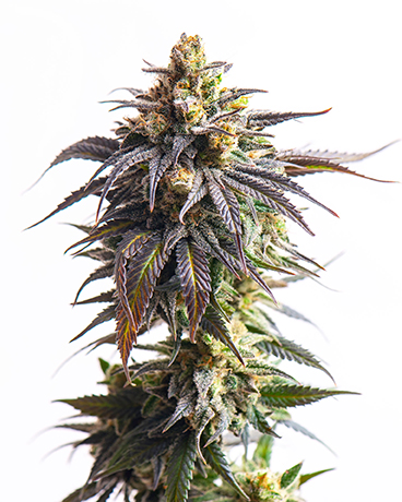 Buy White Widow Auto-Flowering feminized cannabis seeds in Indianapolis
