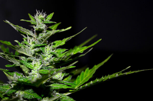 buy the best cannabis seeds in Braintree