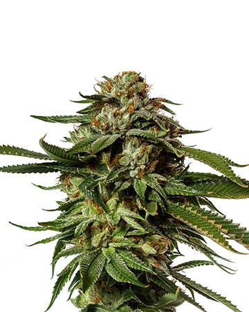 top cannabis seeds for sale in blackberry kush