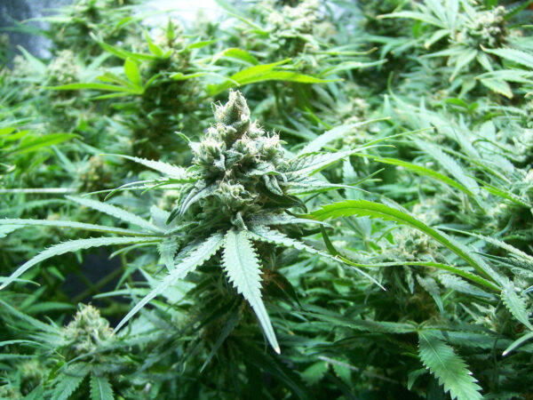 buy cannabis seeds in carson california