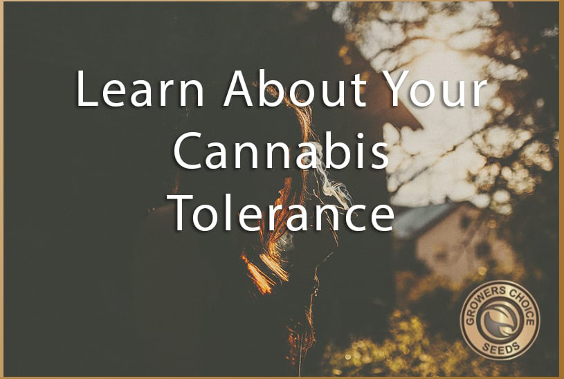 learn about cannabis tolerance