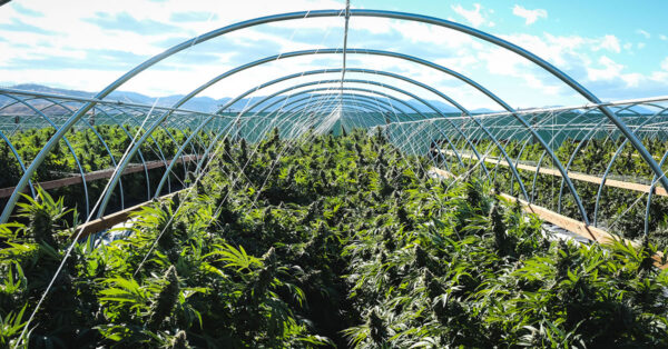 feminized cannabis seeds for sale in Plainfield
