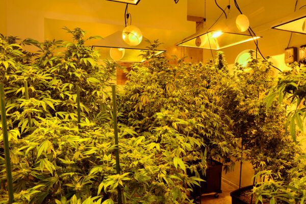 feminized cannabis seeds for sale in Romeoville 