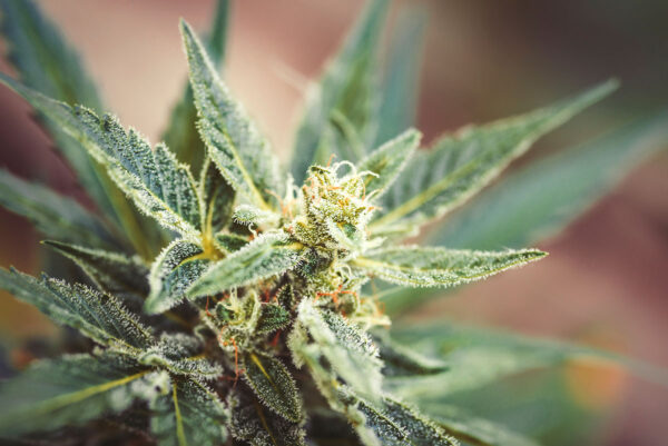 Buy cannabis seeds in Santa Barbara California