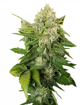 Buy Snowcap feminized cannabis seeds in Meriden