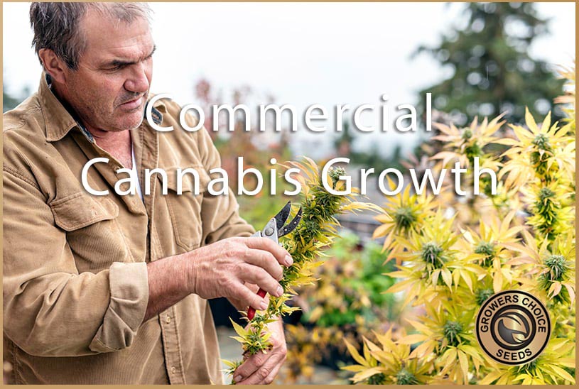 Commercial Cannabis Growth: Questions & Concerns