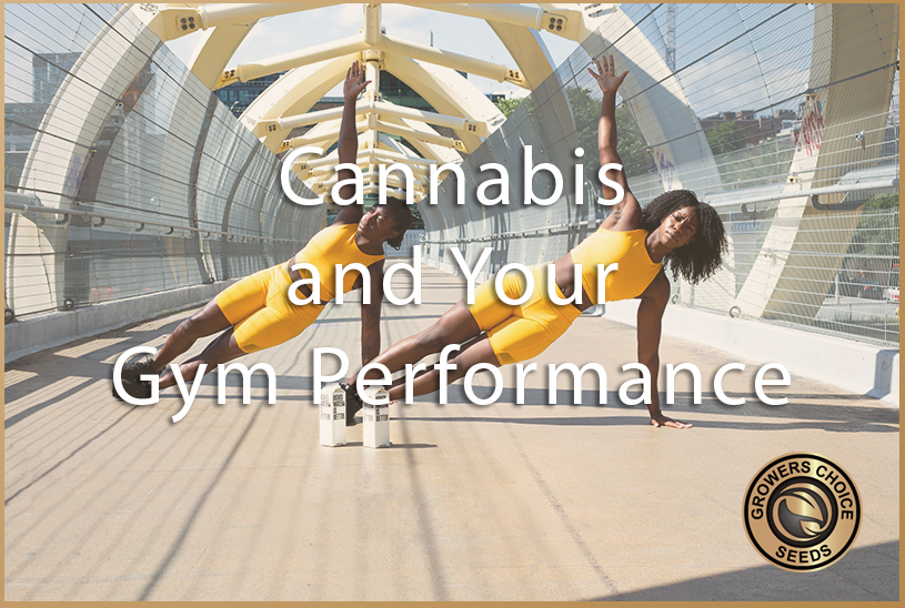 How Does Cannabis Impact Gym Performance?