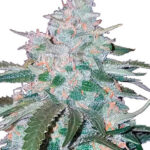Buy-premium-seeds-Allen Wrench Feminized-Cannabis-Seeds-vancouver