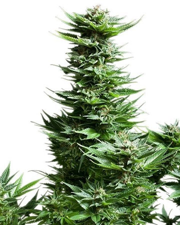 Cinex Auto-Flowering feminized cannabis seeds