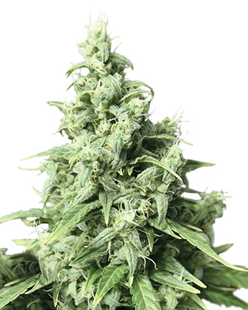 UK Cheese Auto-Flowering feminized cannabis seeds