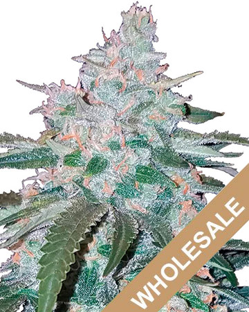 wholesale Allen Wrench Feminized Cannabis Seeds
