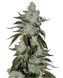 buy tahoe OG cannabis seeds