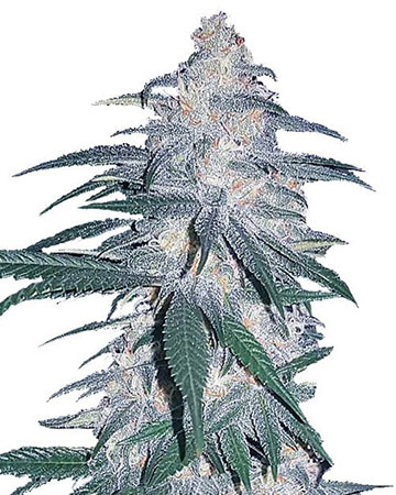 Buy XJ-13 feminized cannabis seeds in Springfield