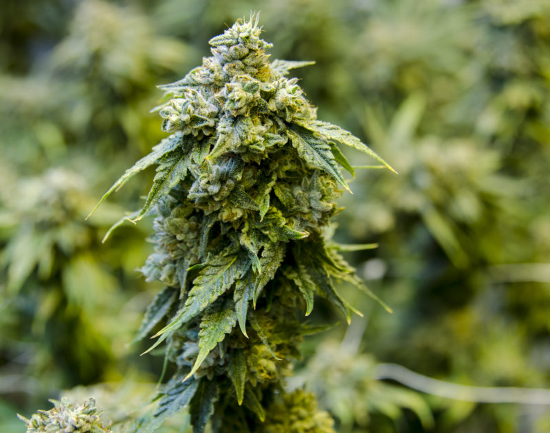 get Buy Auto-Flowering Cannabis Seeds