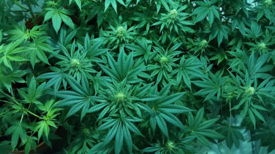 Can I Legally Grow Cannabis Plants in Wisconsin?