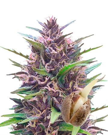 on sale Ghost Train Haze Feminized Cannabis Seeds