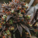 Buy-premium-seeds-bay11-gcs-cannabis-seeds[1]