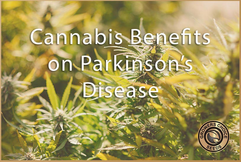 Parkinson's disease cannabis benefits