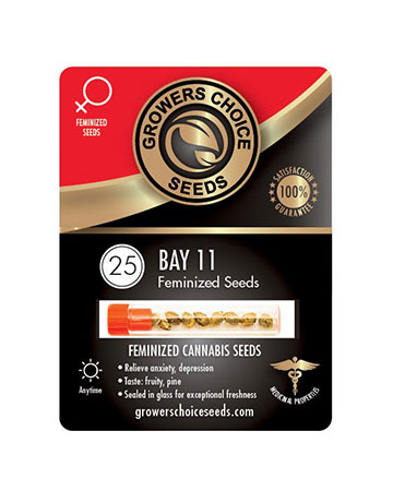 grow-cannabis-with-best-yield-results-Bay-11-Feminized-Cannabis-Seeds-25