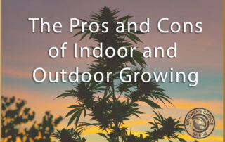 the pros and cons of indoor and outdoor growing