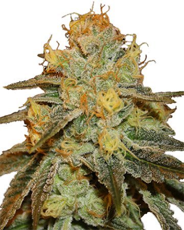 the best top cannabis seeds for sale bruce banner