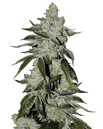 buy the best top cannabis seeds laughing buddha