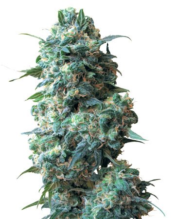 the best top cannabis seeds for sale sour kush