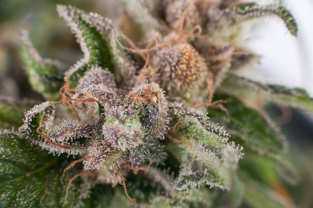 birmingham-cannabis-seeds-top-strains
