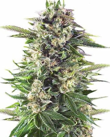 buy the best top cannabis seeds island sweet skunk