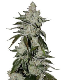 Buy Laughing Buddha Seeds