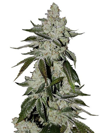 top cannabis seeds for sale laughing buddha