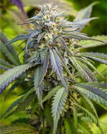 Grapefruit Feminized Cannabis Seeds