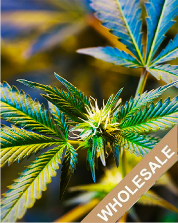 Buy Some Wholesale Violator Kush Auto Flowering Feminized Cannabis Seeds