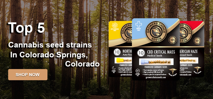 buy top cannabis seeds for sale in Colorado Springs
