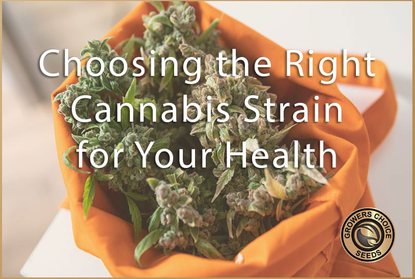 Right cannabis strain for your health